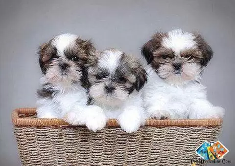 Shih tzu puppy for sale, Shih tzu puppy information