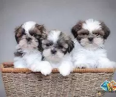 Shih tzu puppy for sale, Shih tzu puppy information