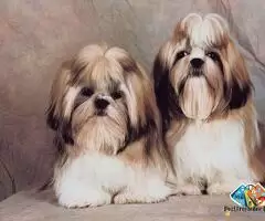 Shih tzu puppy for sale, Shih tzu puppy information / 2