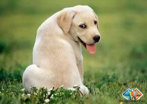 Labrador Puppies for sale in malad west, mumbai