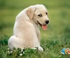 Labrador Puppies for sale in malad west, mumbai / 1