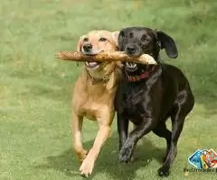 Labrador Puppies for sale in malad west, mumbai / 2