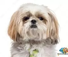 shih tzu puppy for sale