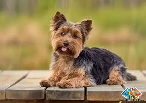 Yorkshire terrier puppies for sale