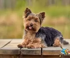 Yorkshire terrier puppies for sale / 1