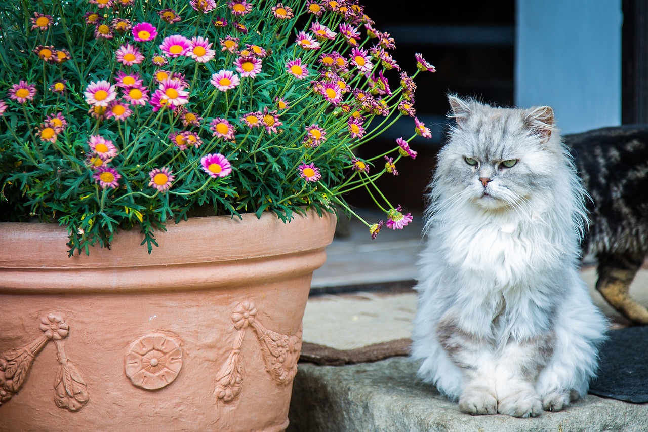 Traveling with pets is becoming more common, with a rise in high-end travel products designed specifically for cats